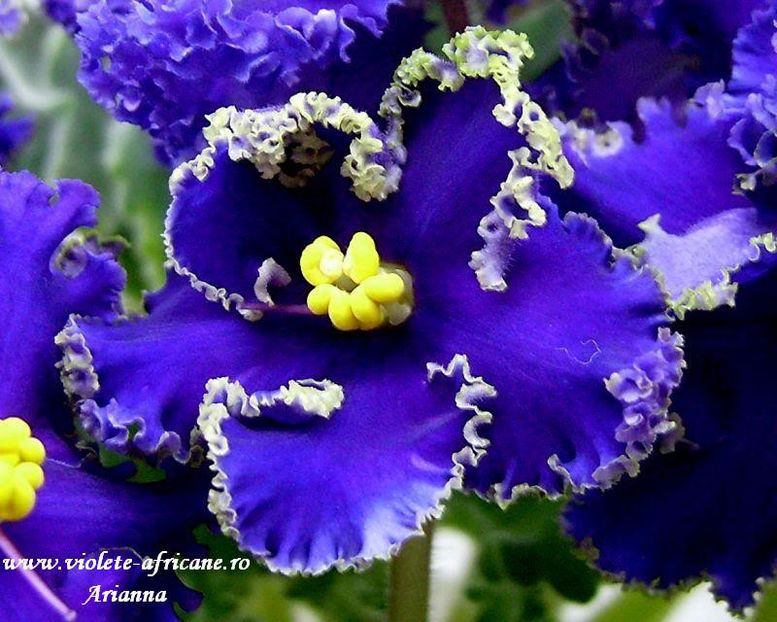 Reigning Beauty - VIOLETE AFRICANE