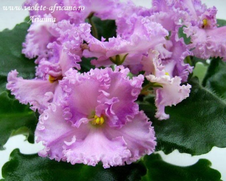 Rosie Ruffles - VIOLETE AFRICANE