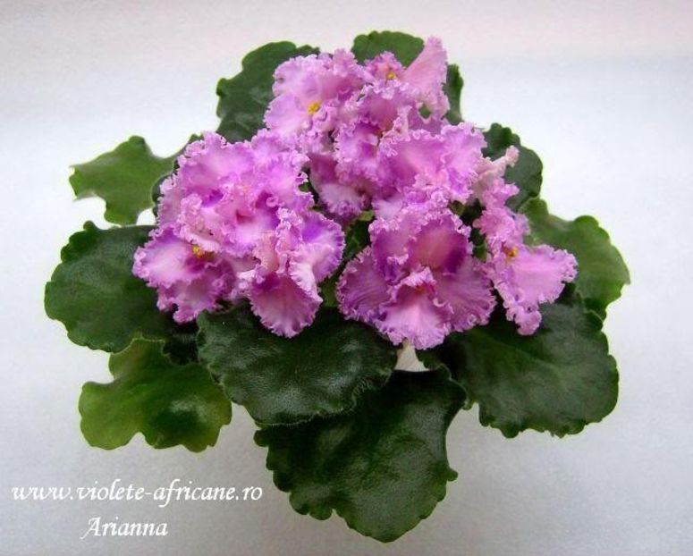 Rosie Ruffles - VIOLETE AFRICANE