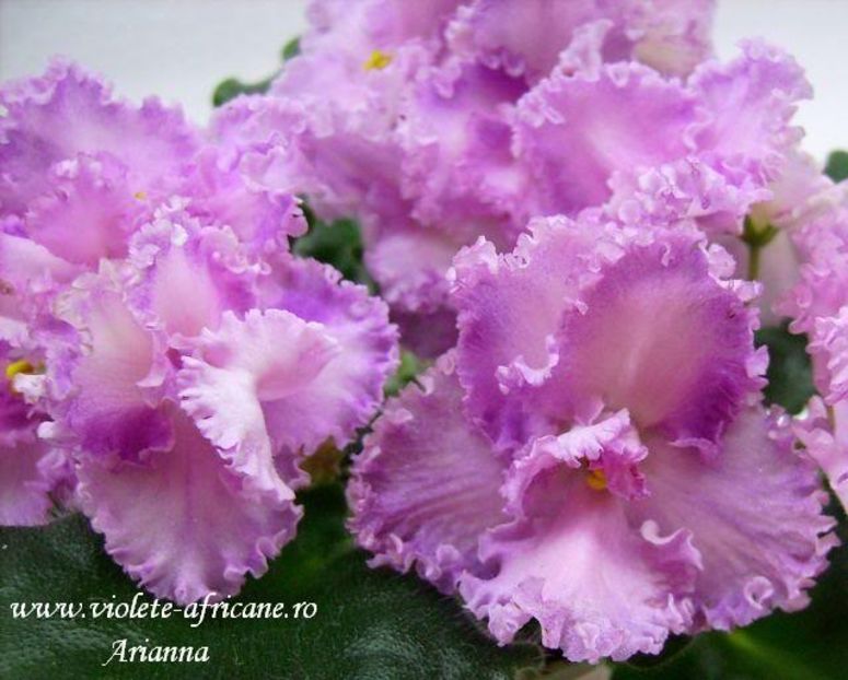 Rosie Ruffles - VIOLETE AFRICANE