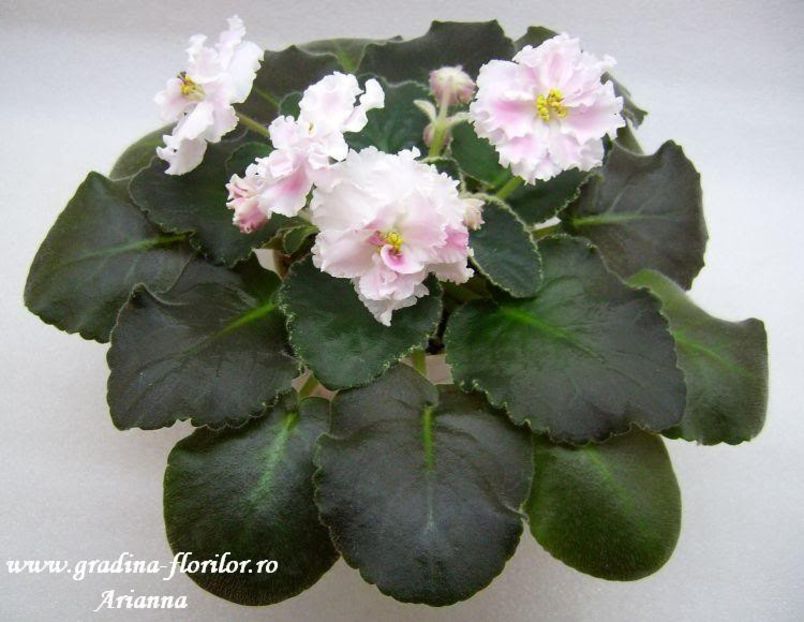 Rozovaya Akvarel - VIOLETE AFRICANE