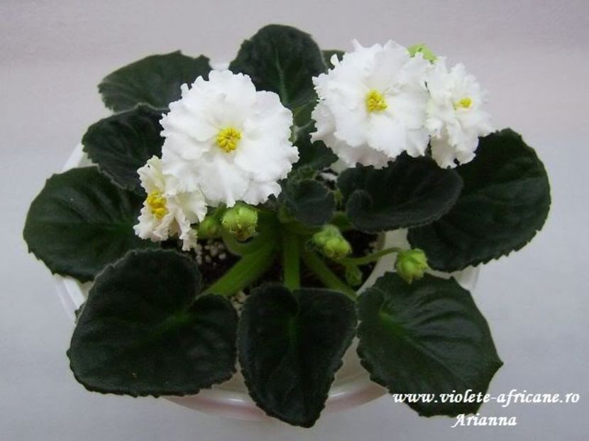 Rs-Balerina - VIOLETE AFRICANE