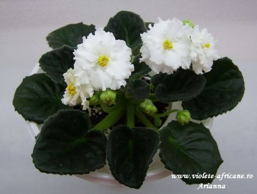 Rs-Balerina - VIOLETE AFRICANE