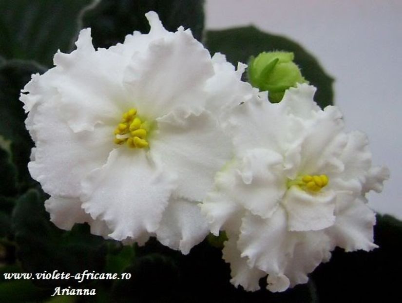 Rs-Balerina - VIOLETE AFRICANE