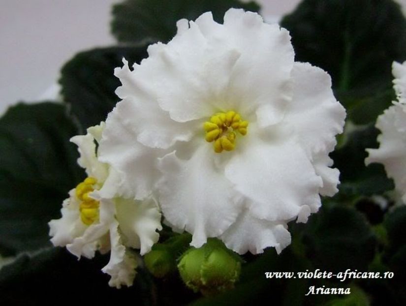 Rs-Balerina - VIOLETE AFRICANE