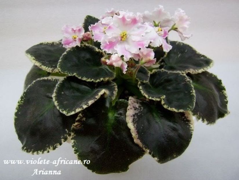 RS-Eliksir Krasoti - VIOLETE AFRICANE