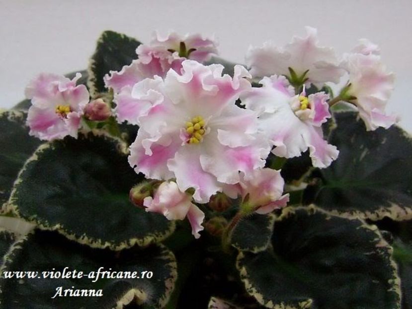 RS-Eliksir Krasoti - VIOLETE AFRICANE