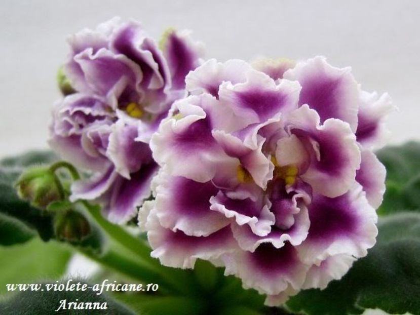 RS-Gercoginia - VIOLETE AFRICANE