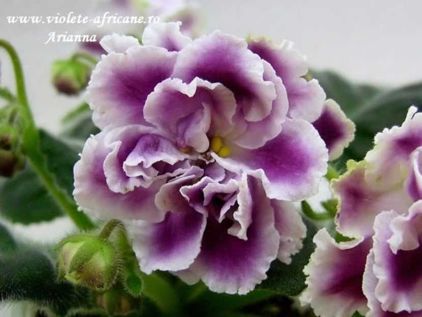RS-Gercoginia - VIOLETE AFRICANE