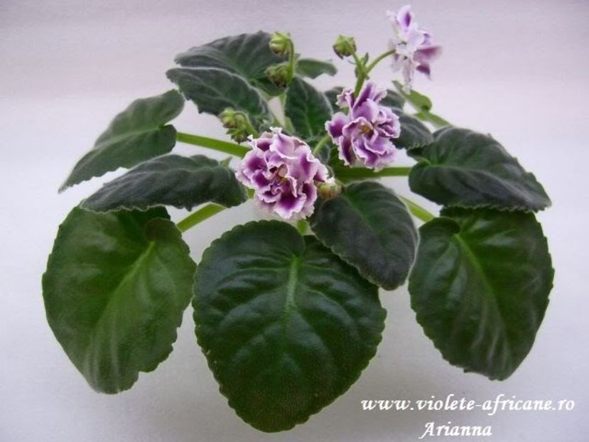 RS-Gercoginia - VIOLETE AFRICANE