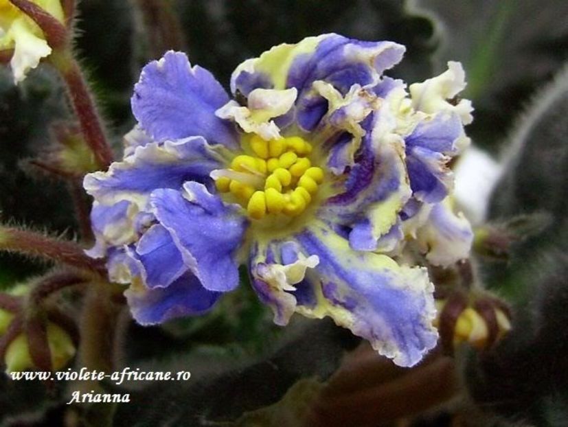 RS-Jar Ptita - VIOLETE AFRICANE