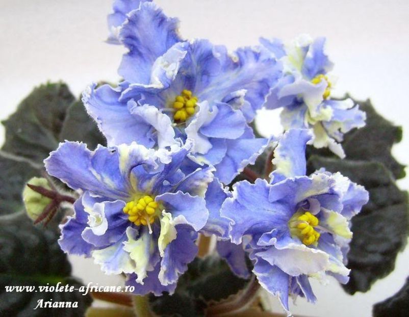 RS-Jar Ptita - VIOLETE AFRICANE