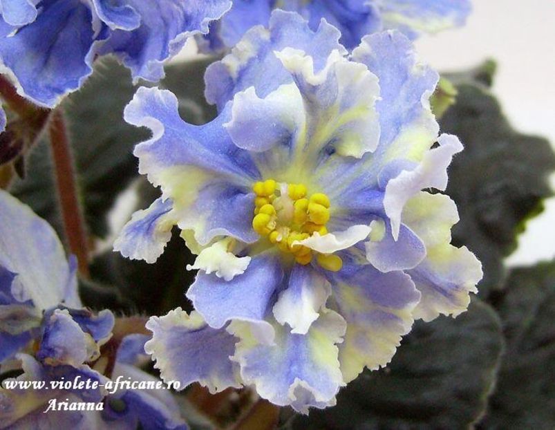 RS-Jar Ptita - VIOLETE AFRICANE