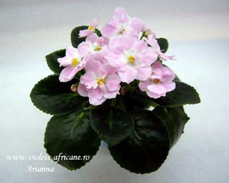 RS-Rozovyi Rai - VIOLETE AFRICANE