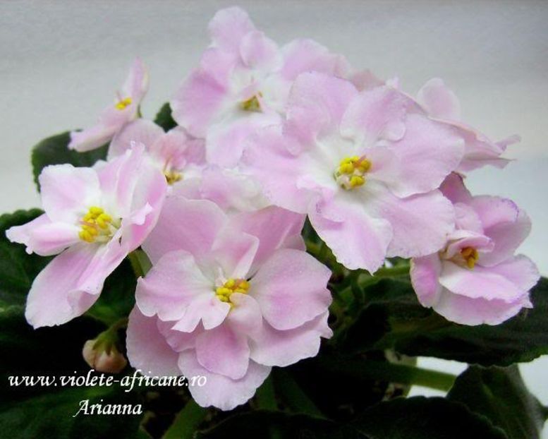 RS-Rozovyi Rai - VIOLETE AFRICANE