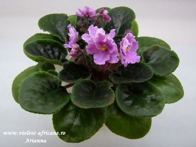 RS-Strana Elifov - VIOLETE AFRICANE