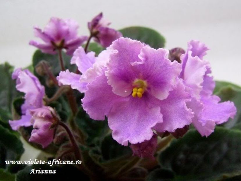 RS-Strana Elifov - VIOLETE AFRICANE