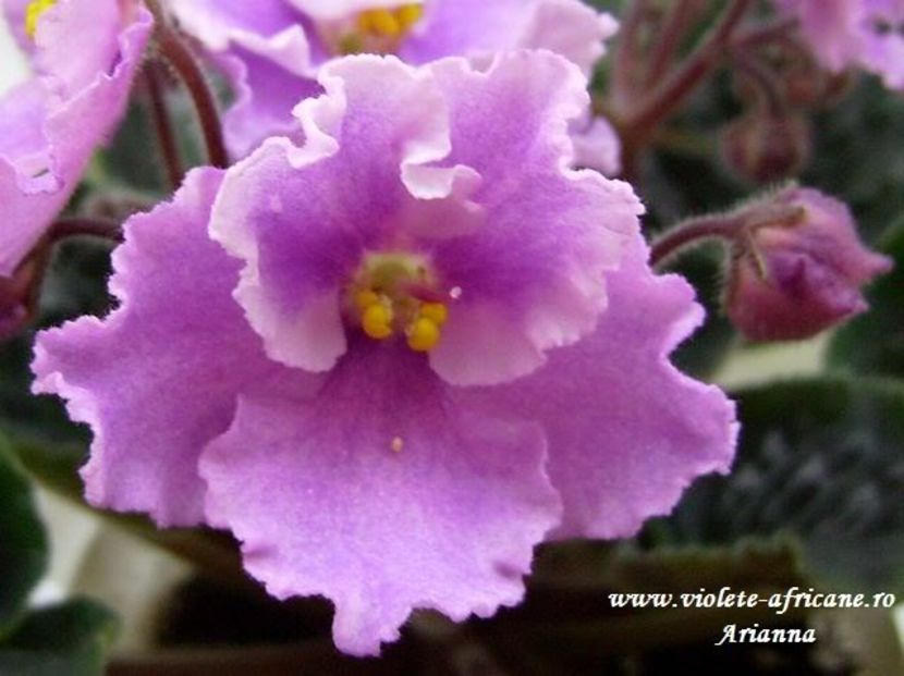 RS-Strana Elifov - VIOLETE AFRICANE