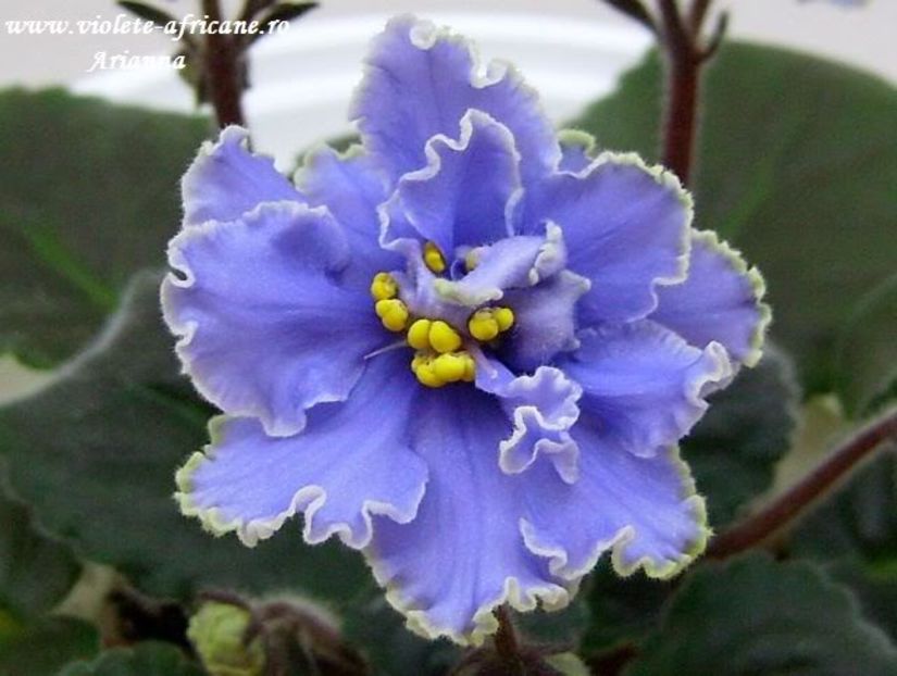 Ruffled Skies - VIOLETE AFRICANE