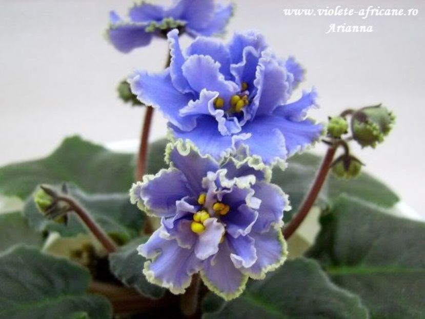 Ruffled Skies - VIOLETE AFRICANE