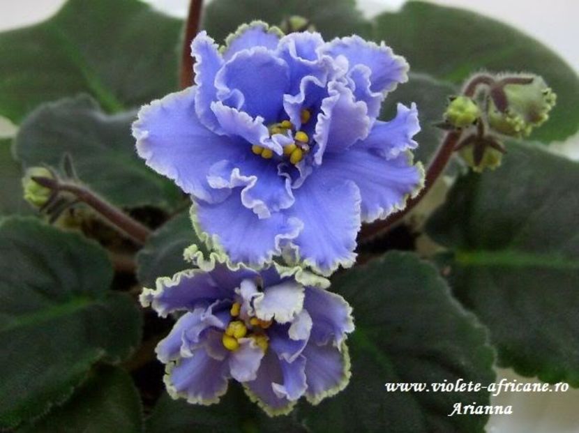 Ruffled Skies - VIOLETE AFRICANE