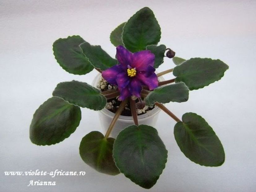 Strelet-Elit - VIOLETE AFRICANE