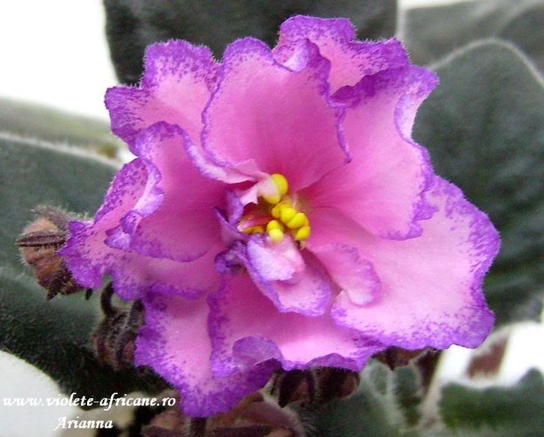 Suncoast Secret Fantasy - VIOLETE AFRICANE