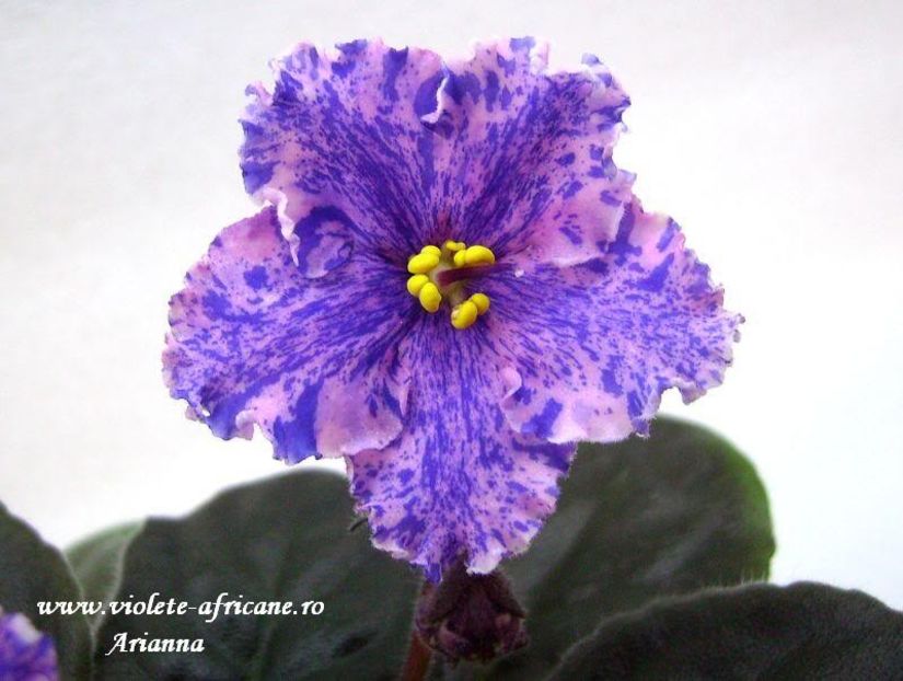 Victorian Flirt - VIOLETE AFRICANE