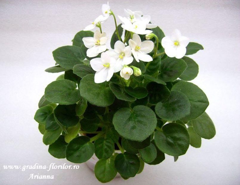 White Robi - VIOLETE AFRICANE