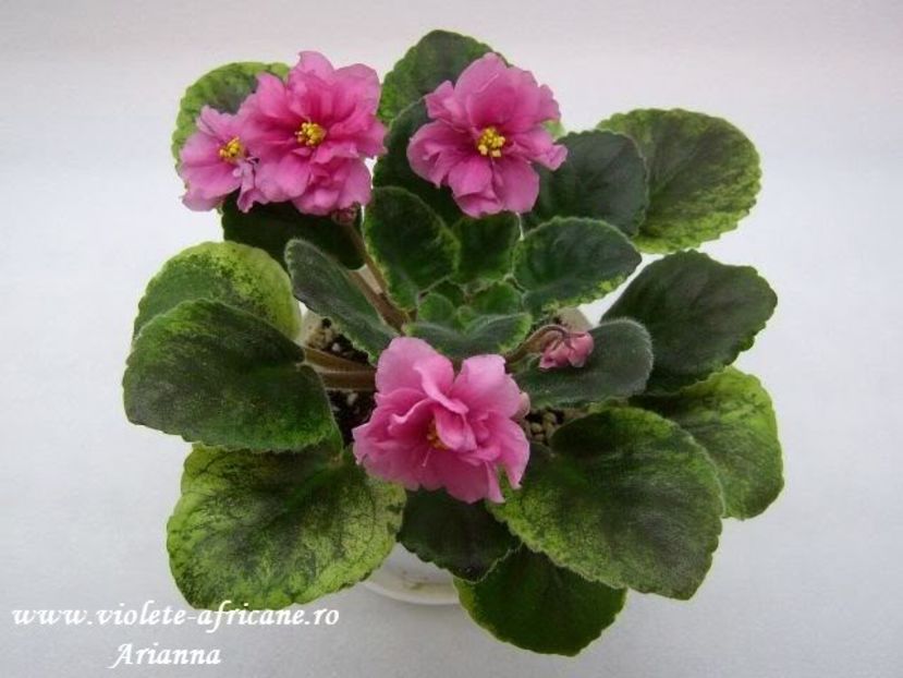 Yan Katiusa - VIOLETE AFRICANE