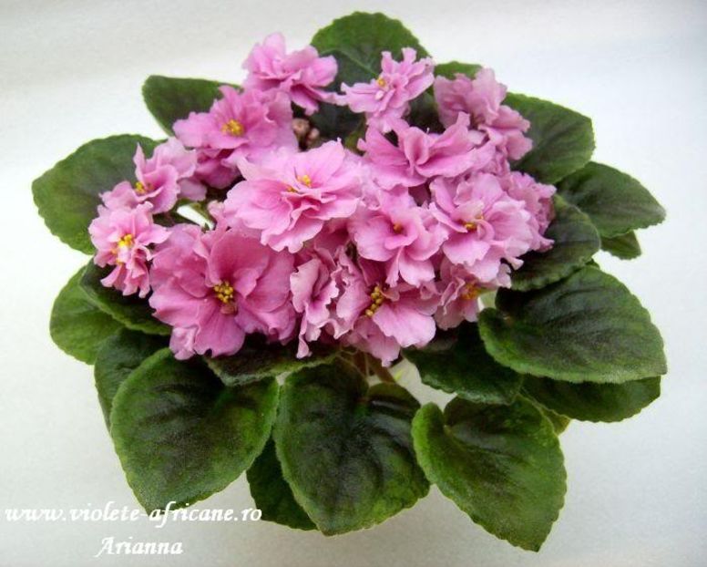 Yan Katiusa - VIOLETE AFRICANE