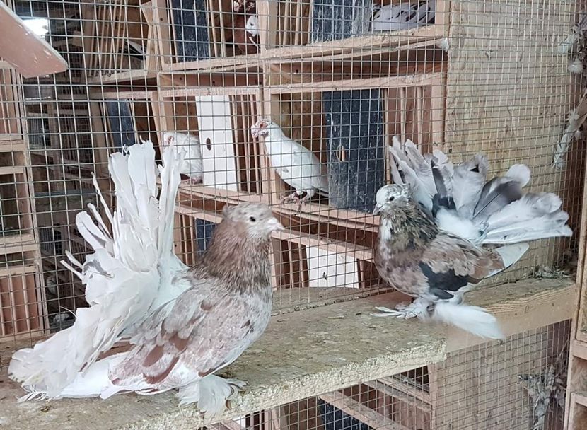  - 20_INDIAN FANTAIL MATCA-2018-2021