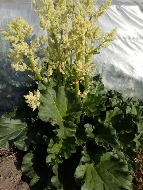  - SEMINTE RUBARBA - REVENT - RHEUM RHABARBARUM