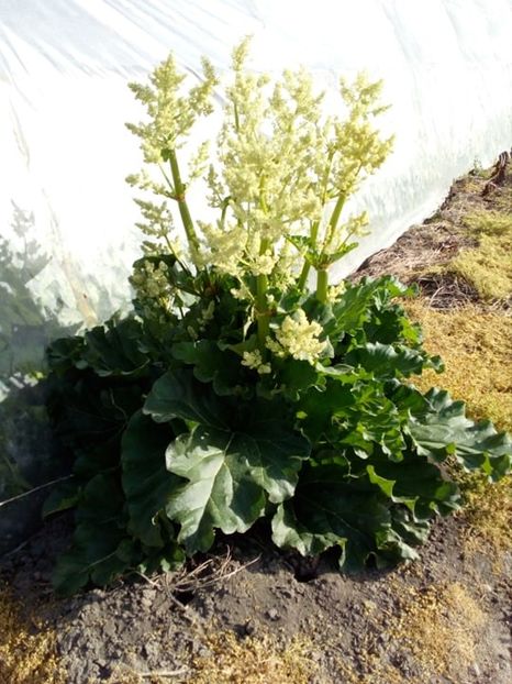  - SEMINTE RUBARBA - REVENT - RHEUM RHABARBARUM