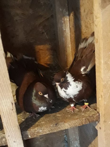  - Castanii  de Craiova