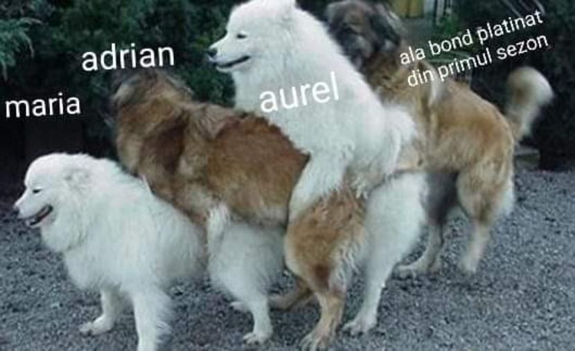  - Sezonul 5 insula iubirii - memes 1