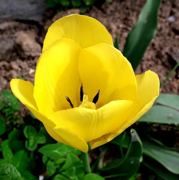  - AAAA_LALELE 2019_2020_2022_2023