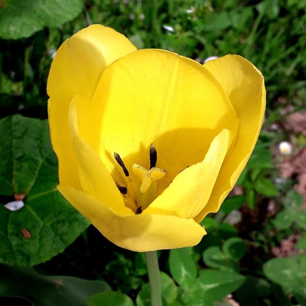  - AAAA_LALELE 2019_2020_2022_2023