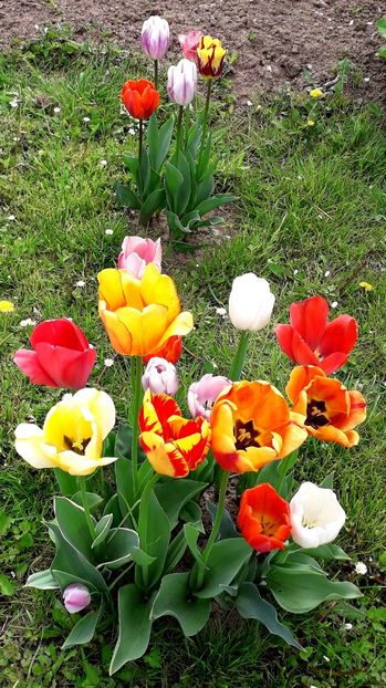  - AAAA_LALELE 2019_2020_2022_2023