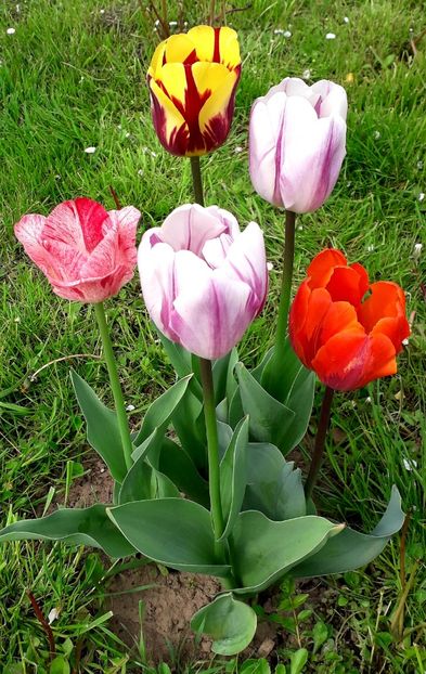  - AAAA_LALELE 2019_2020_2022_2023