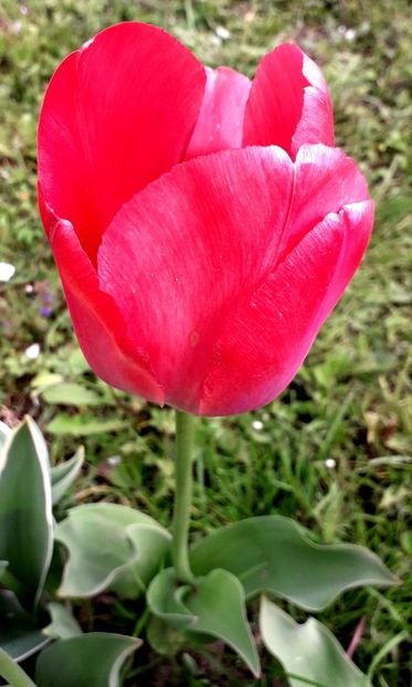  - AAAA_LALELE 2019_2020_2022_2023