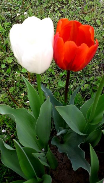  - AAAA_LALELE 2019_2020_2022_2023