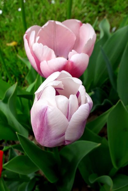  - AAAA_LALELE 2019_2020_2022_2023