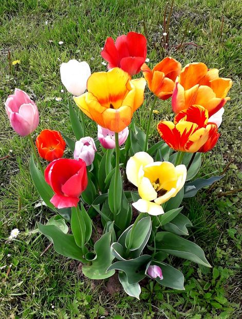  - AAAA_LALELE 2019_2020_2022_2023