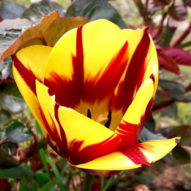  - AAAA_LALELE 2019_2020_2022_2023