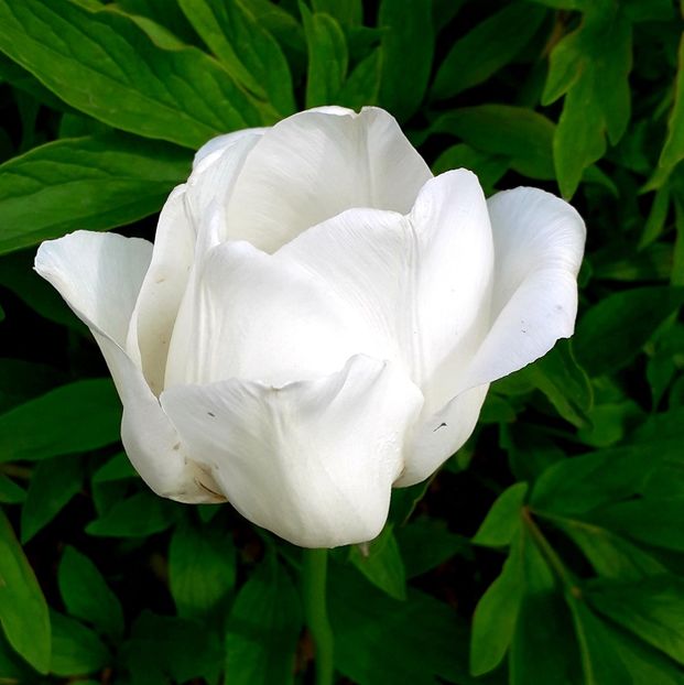  - AAAA_LALELE 2019_2020_2022_2023