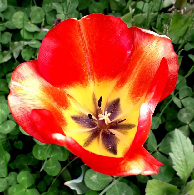  - AAAA_LALELE 2019_2020_2022_2023