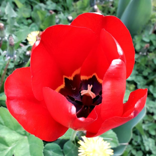  - AAAA_LALELE 2019_2020_2022_2023