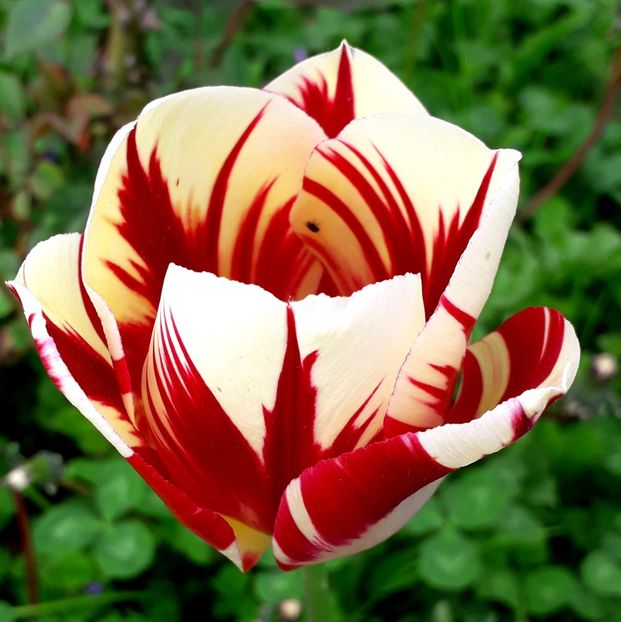  - AAAA_LALELE 2019_2020_2022_2023