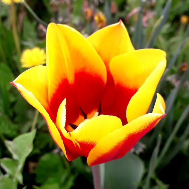  - AAAA_LALELE 2019_2020_2022_2023